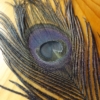 Bleached Peacock Eyes - Black