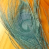 Bleached Peacock Eyes - Blue Marlin