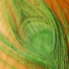 Bleached Peacock Eyes - Fl Lime