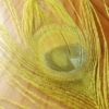 Bleached Peacock Eyes - Fl Yellow