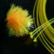 Fly-Link - Flu Sunburst