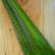 Pheasant Tails - Fl Chartreuse