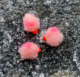 Set of 3x Eggstasy Hotspot Eggs (Pink Salmon/Pink)