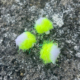 Flybox Flies - 2Tone Eggstasy CHAOS Cat Egg