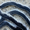 2-Tone Rabbit Zonkers Black/Ghost Tip