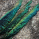 Peacock Sword